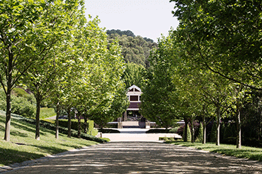 Ocean Eight Vineyard